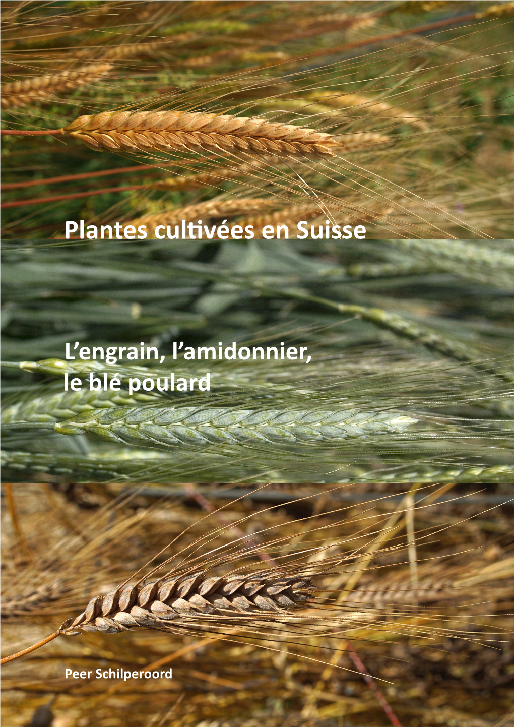 Plantes Cultivées En Suisse