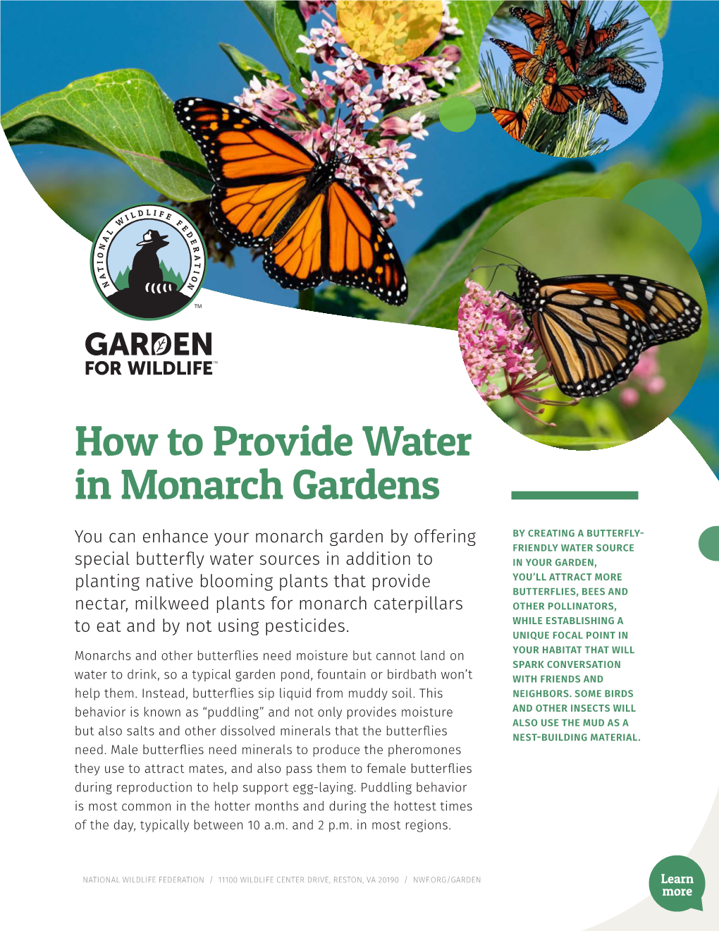 How to Provide Water in Butterfly Gardens