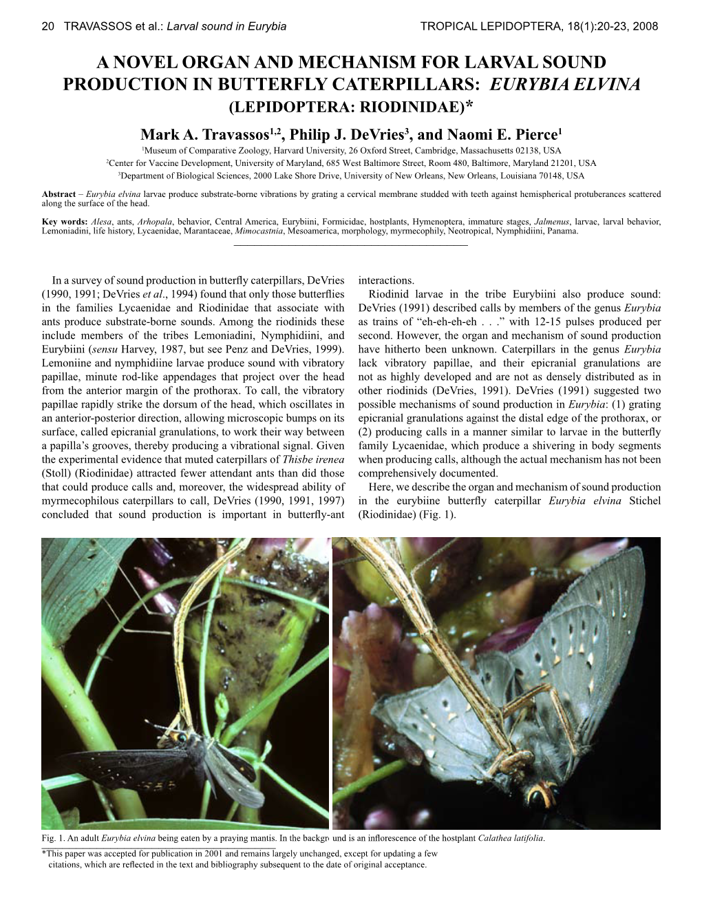 A NOVEL ORGAN and MECHANISM for LARVAL SOUND PRODUCTION in BUTTERFLY CATERPILLARS: EURYBIA ELVINA (LEPIDOPTERA: RIODINIDAE)* Mark A