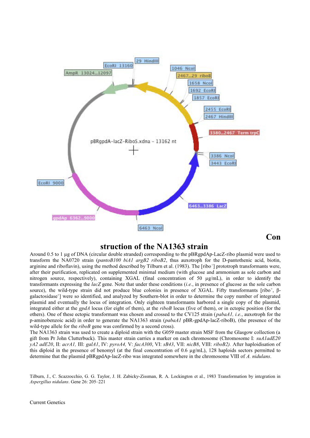 Tilburn, J., C. Scazzocchio, G. G. Taylor, J. H. Zabicky-Zissman, R. A. Lockington Et Al