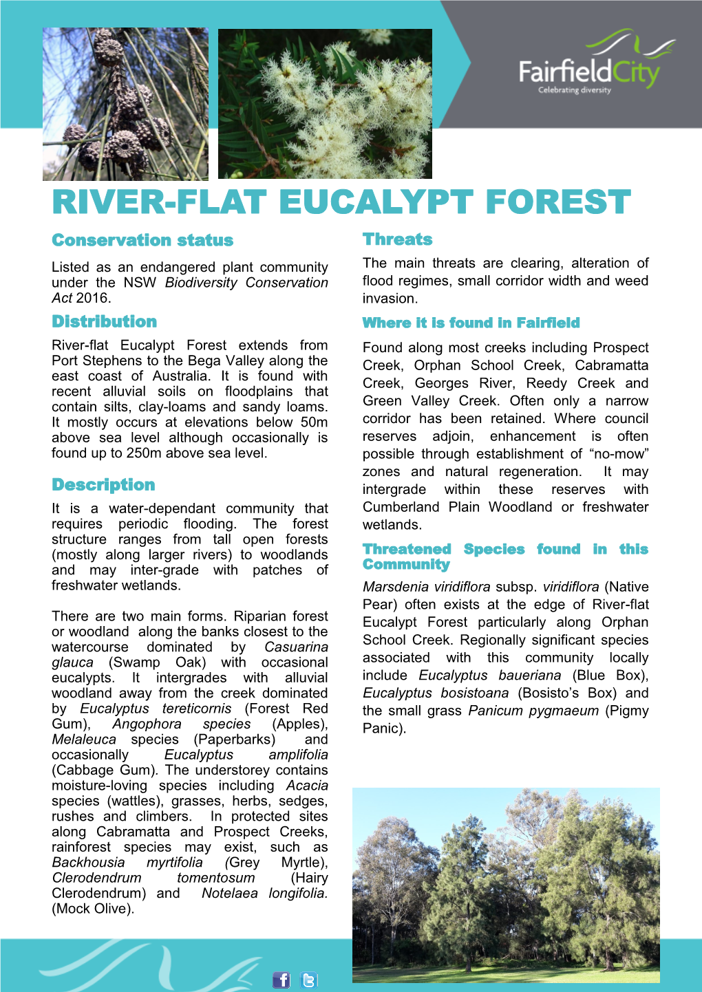 River-Flat Eucalypt Forest