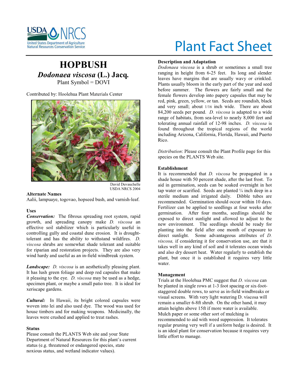 Plant Fact Sheet: Dodonaea Viscosa (Aalii)