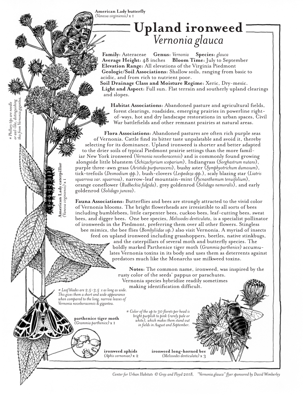 Upland Ironweed (Vernonia Glauca)