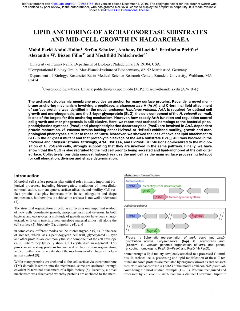 Lipid Anchoring of Archaeosortase Substrates and Mid-Cell Growth in Haloarchaea