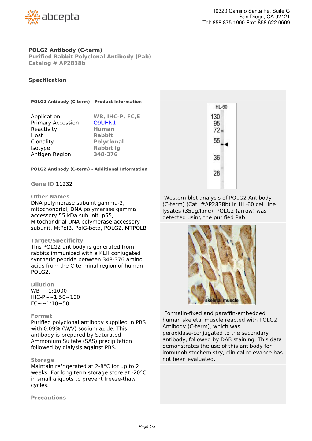 POLG2 Antibody (C-Term) Purified Rabbit Polyclonal Antibody (Pab) Catalog # Ap2838b