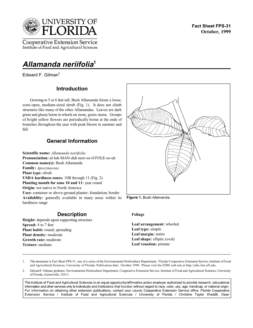 Allamanda Neriifolia1