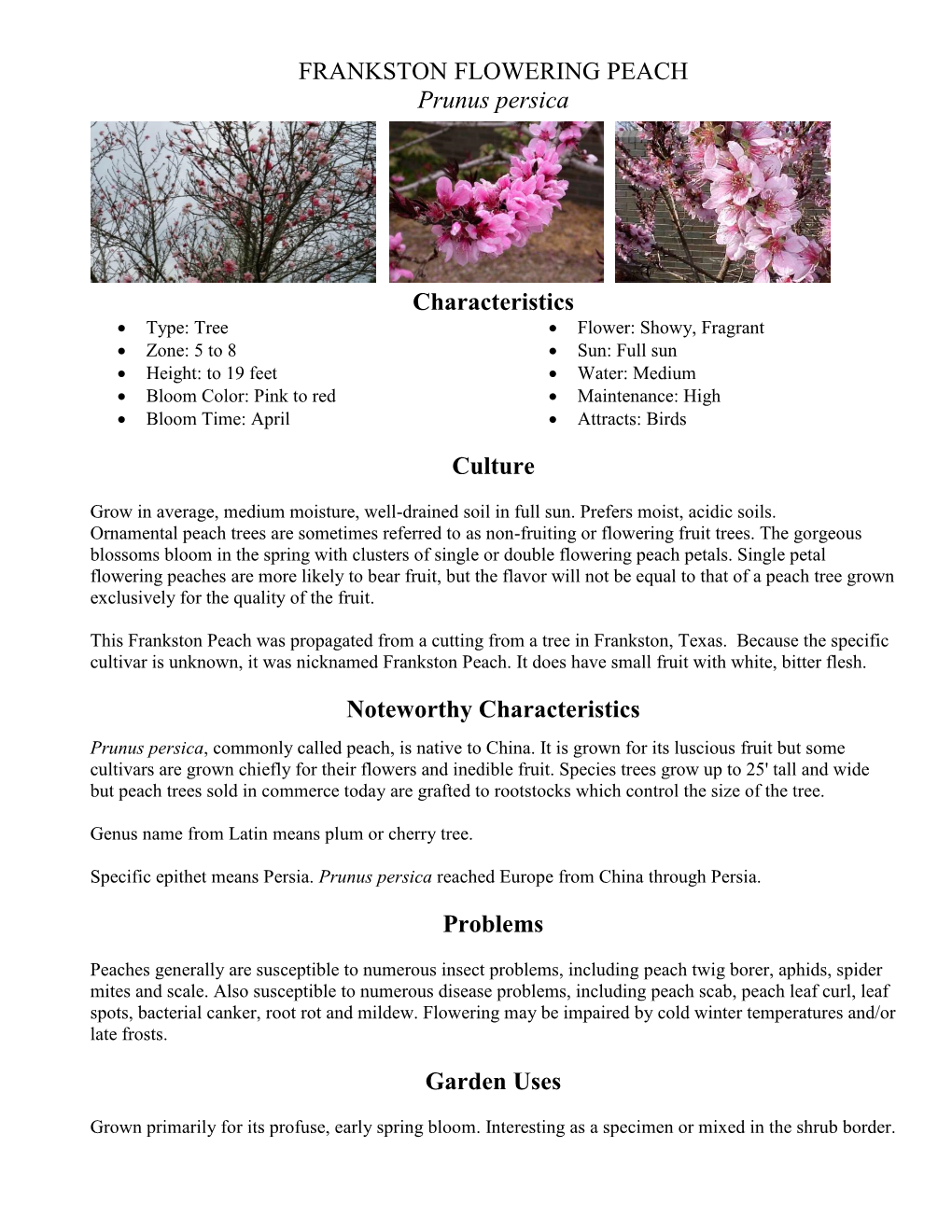 FRANKSTON FLOWERING PEACH Prunus Persica Characteristics