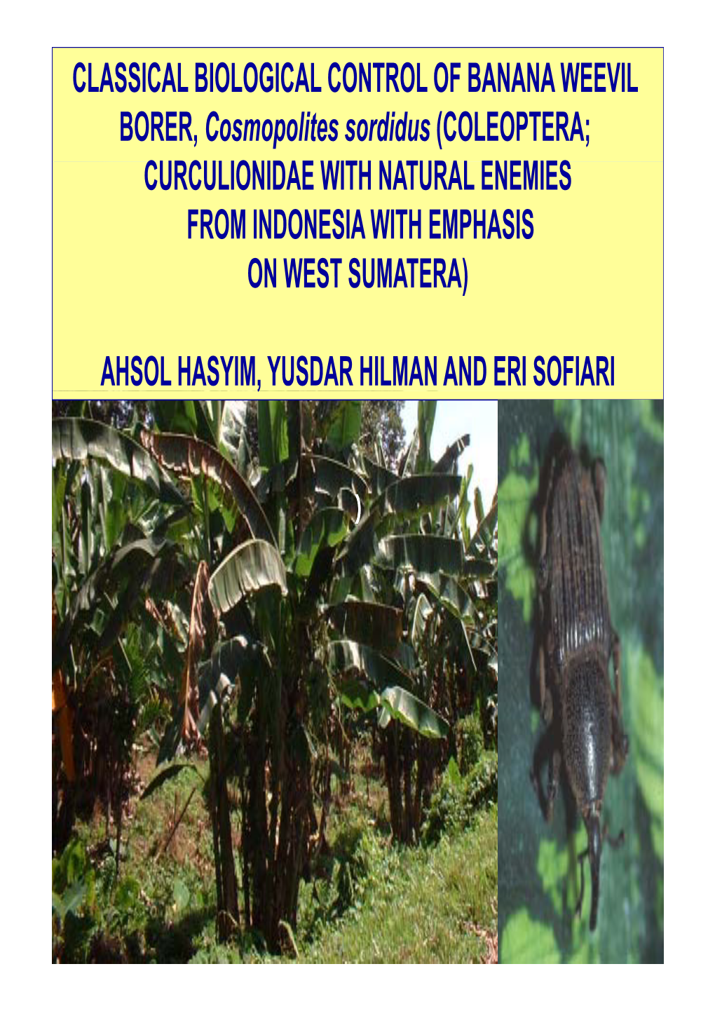 CLASSICAL BIOLOGICAL CONTROL of BANANA WEEVIL BORER, Cosmopolites Sordidus (COLEOPTERA; CURCULIONIDAE with NATURAL ENEMIES FROM