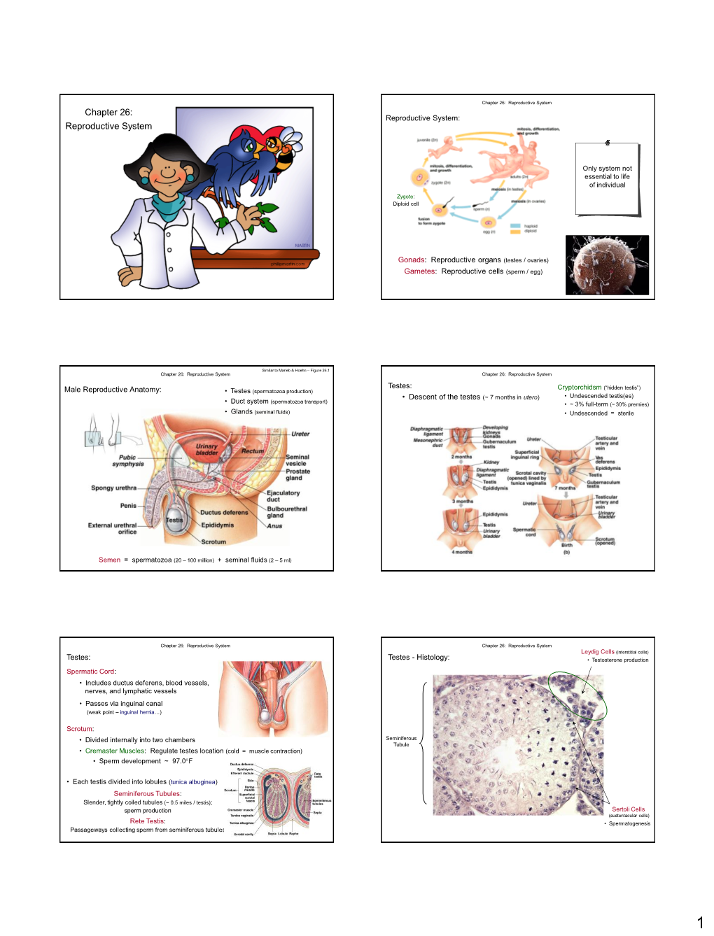 Chapter 26: Reproductive System Chapter 26: Reproductive System: Reproductive System