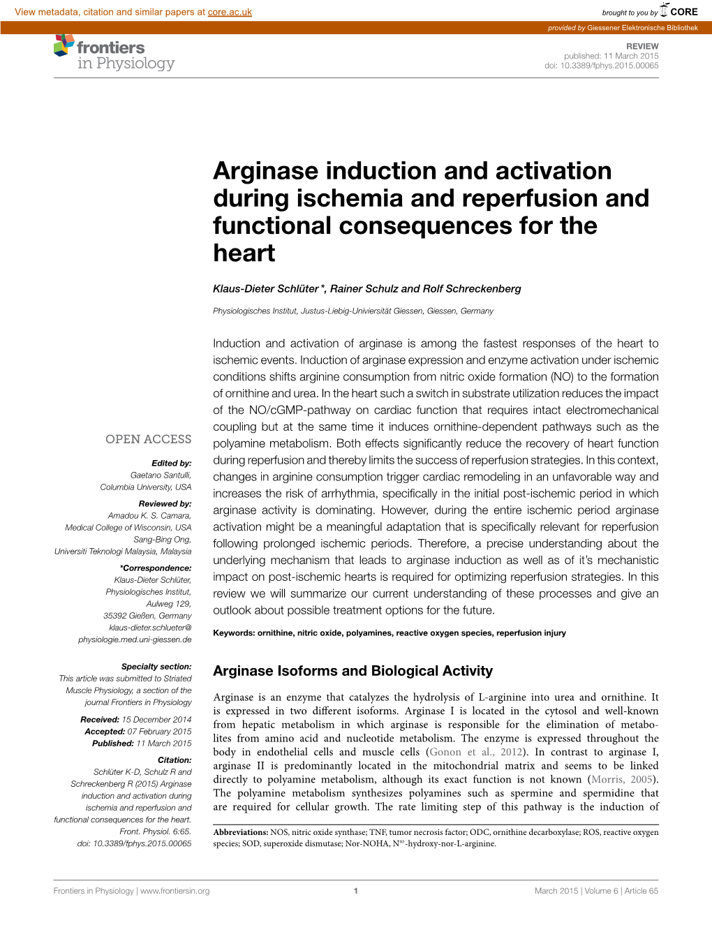 Arginase Induction and Activation During Ischemia and Reperfusion and Functional Consequences for the Heart