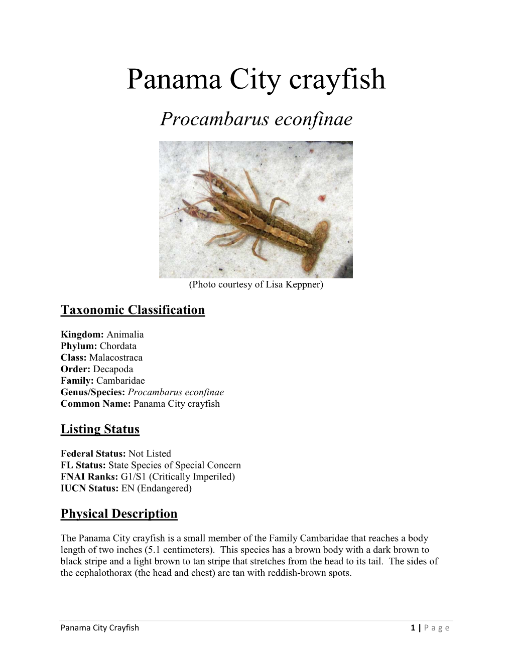 Panama City Crayfish