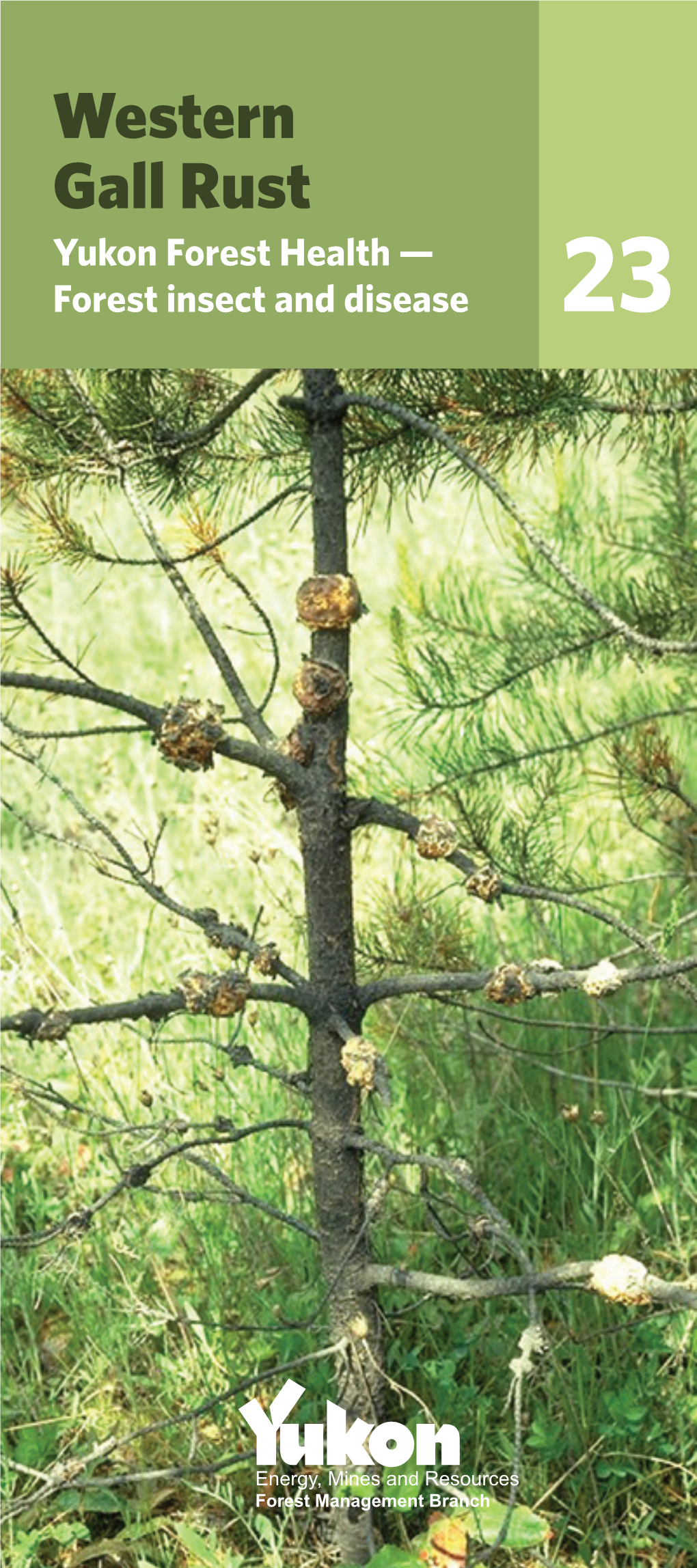 Western Gall Rust Yukon Forest Health — Forest Insect and Disease 23