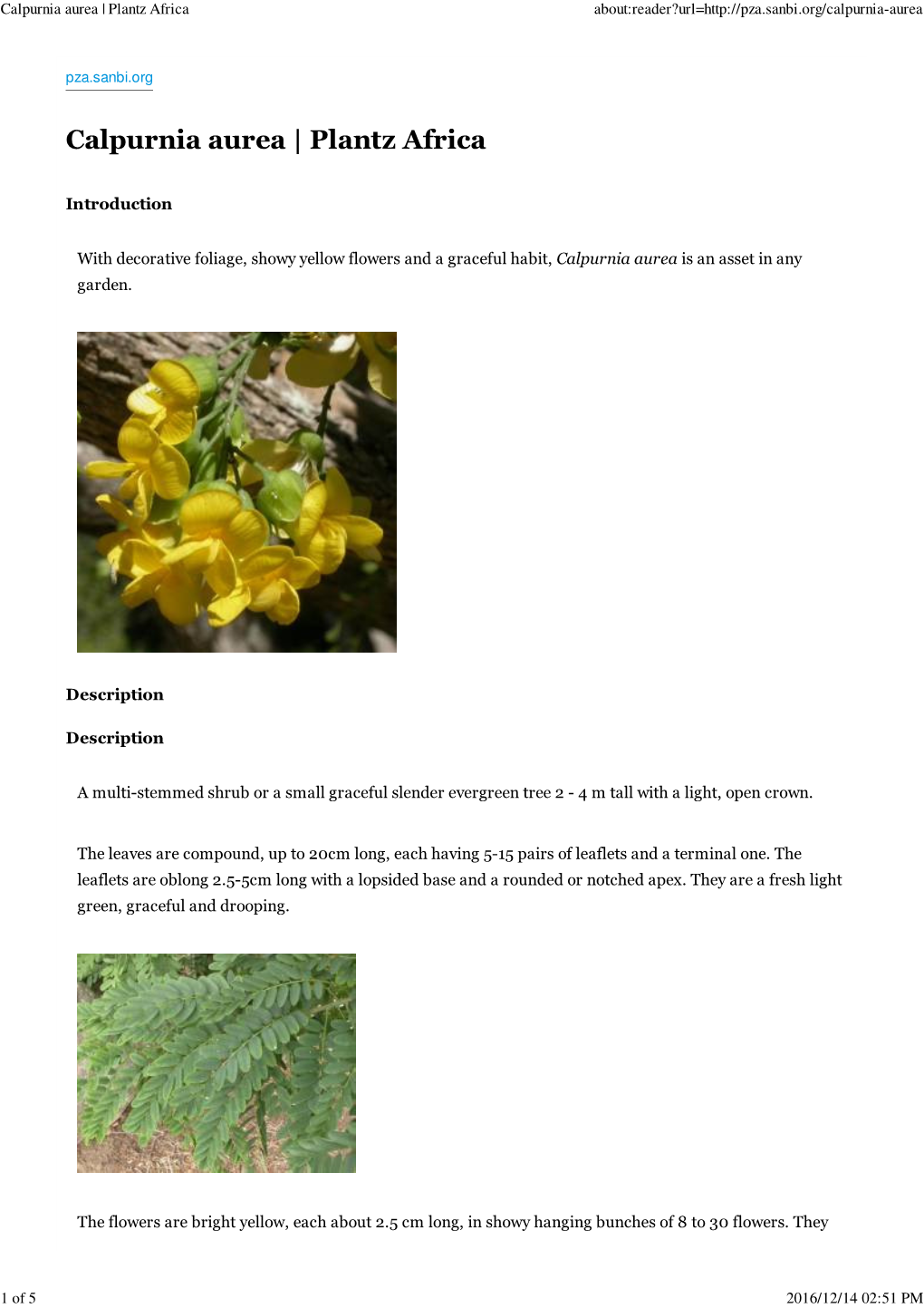 Calpurnia Aurea | Plantz Africa About:Reader?Url=