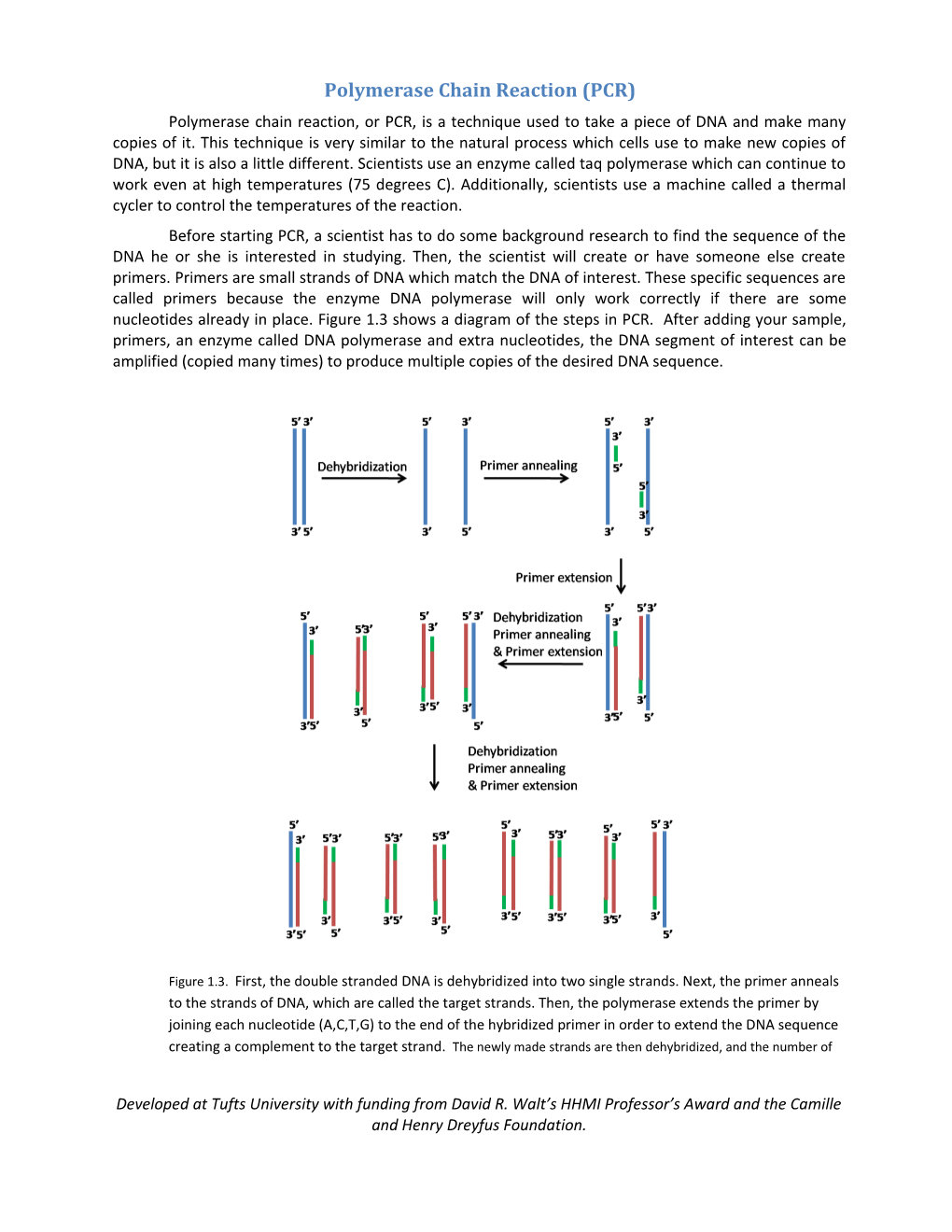 Polymerase Chain Reaction (PCR)