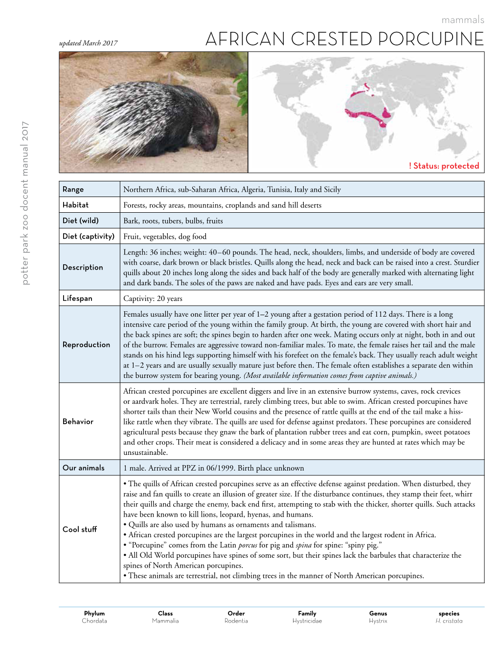 African Crested Porcupine