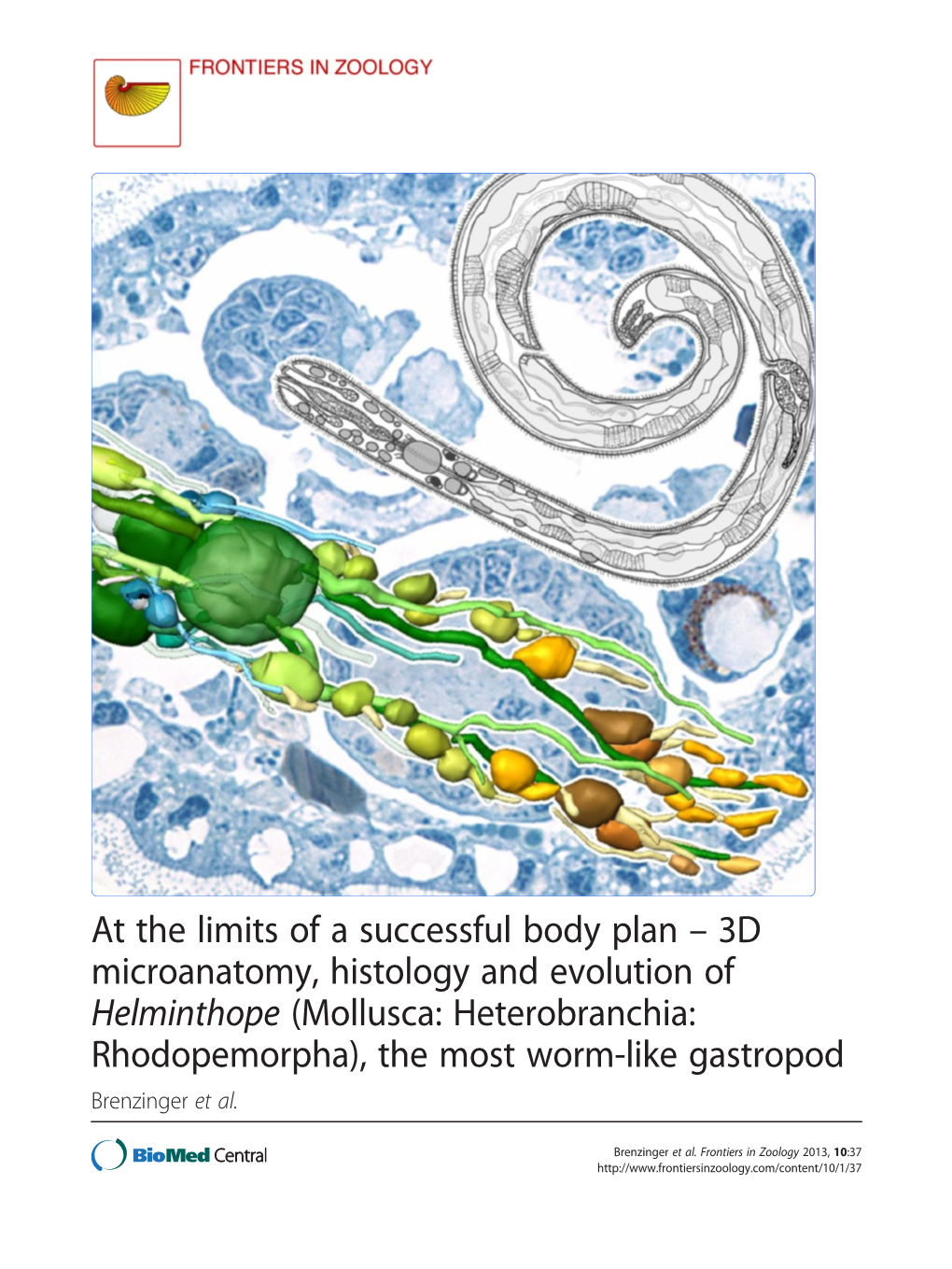 Mollusca: Heterobranchia: Rhodopemorpha), the Most Worm-Like Gastropod Brenzinger Et Al