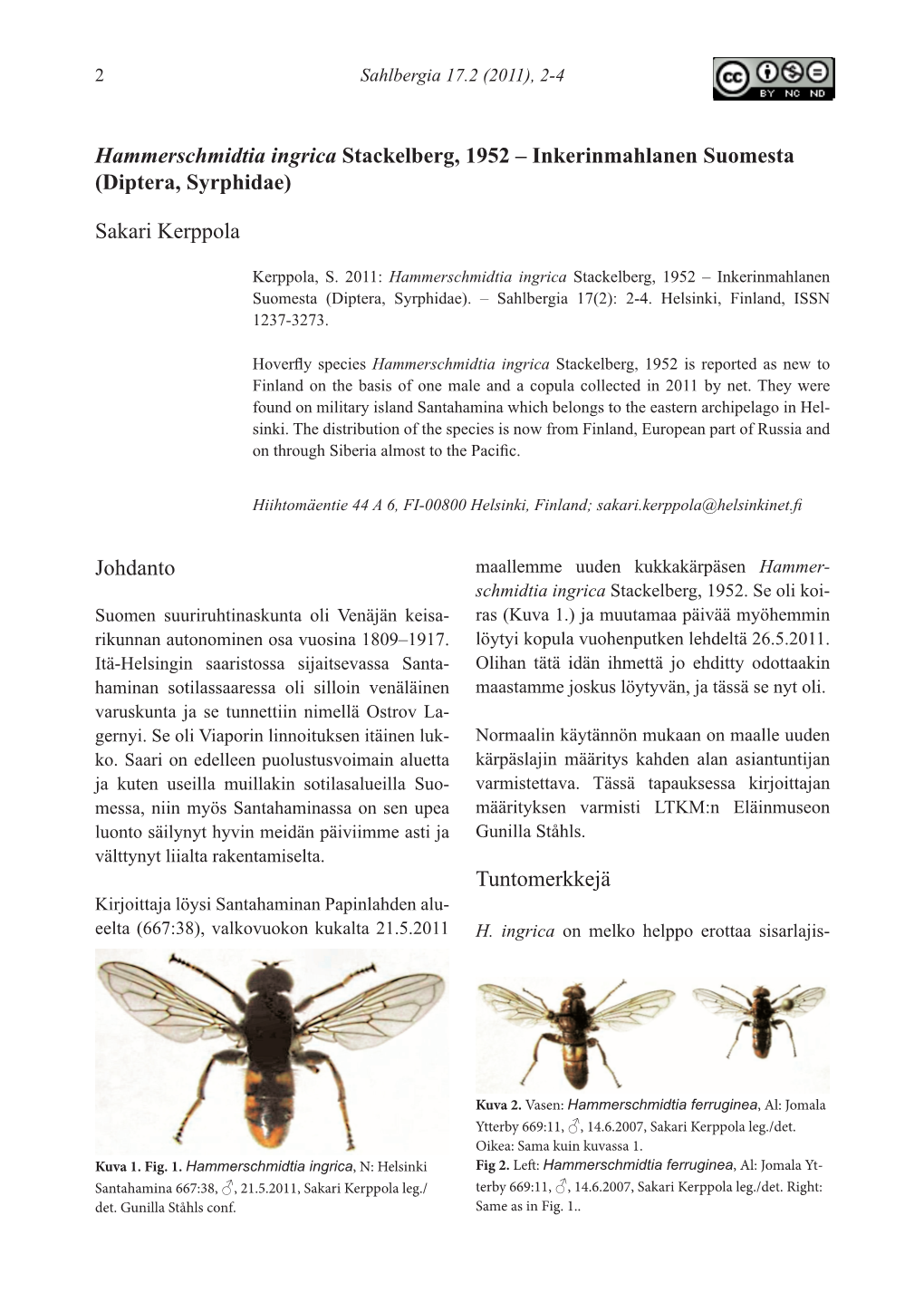 Hammerschmidtia Ingrica Stackelberg, 1952 – Inkerinmahlanen Suomesta (Diptera, Syrphidae)