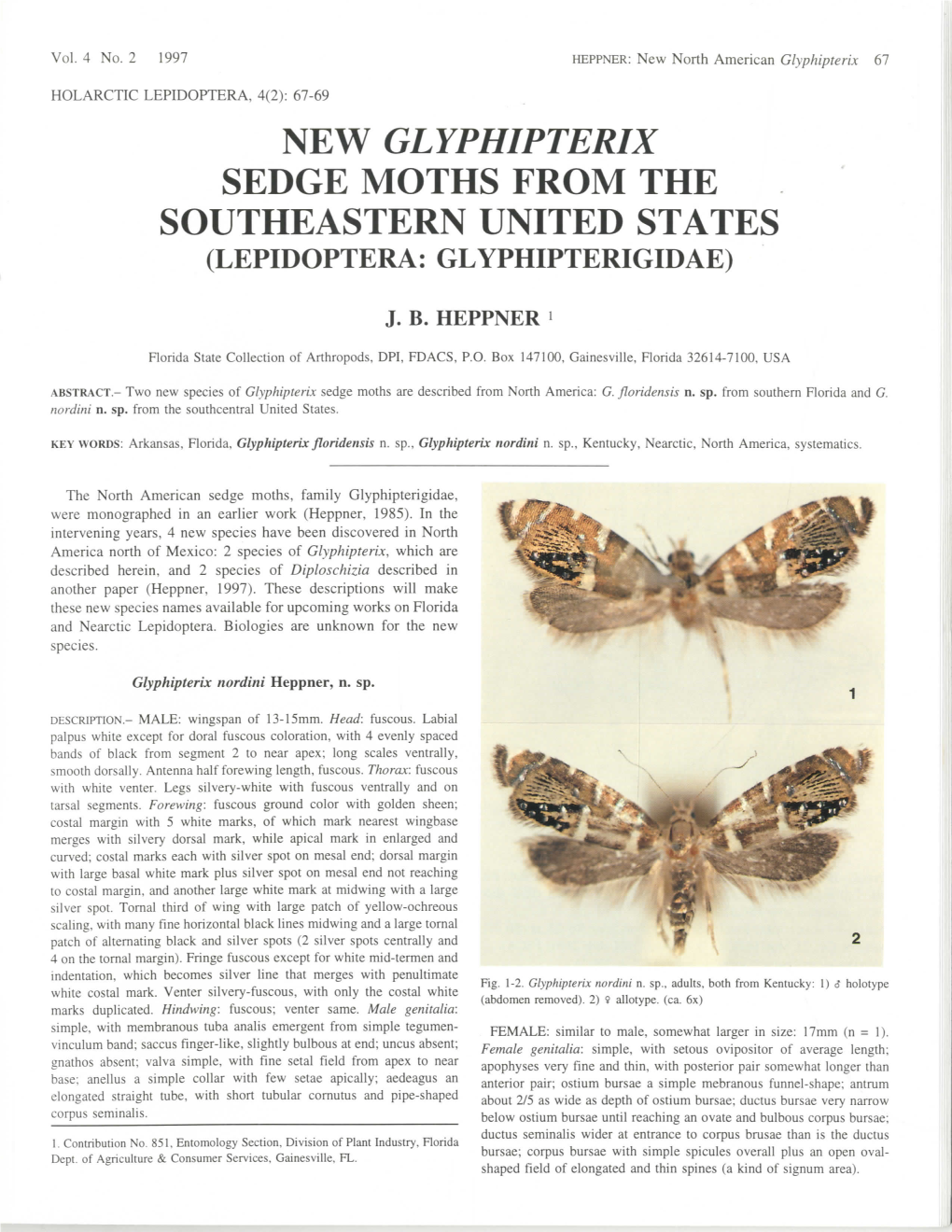New Glyphipterix Sedge Moths from the Southeastern United States (Lepidoptera: Glyphipterigidae)