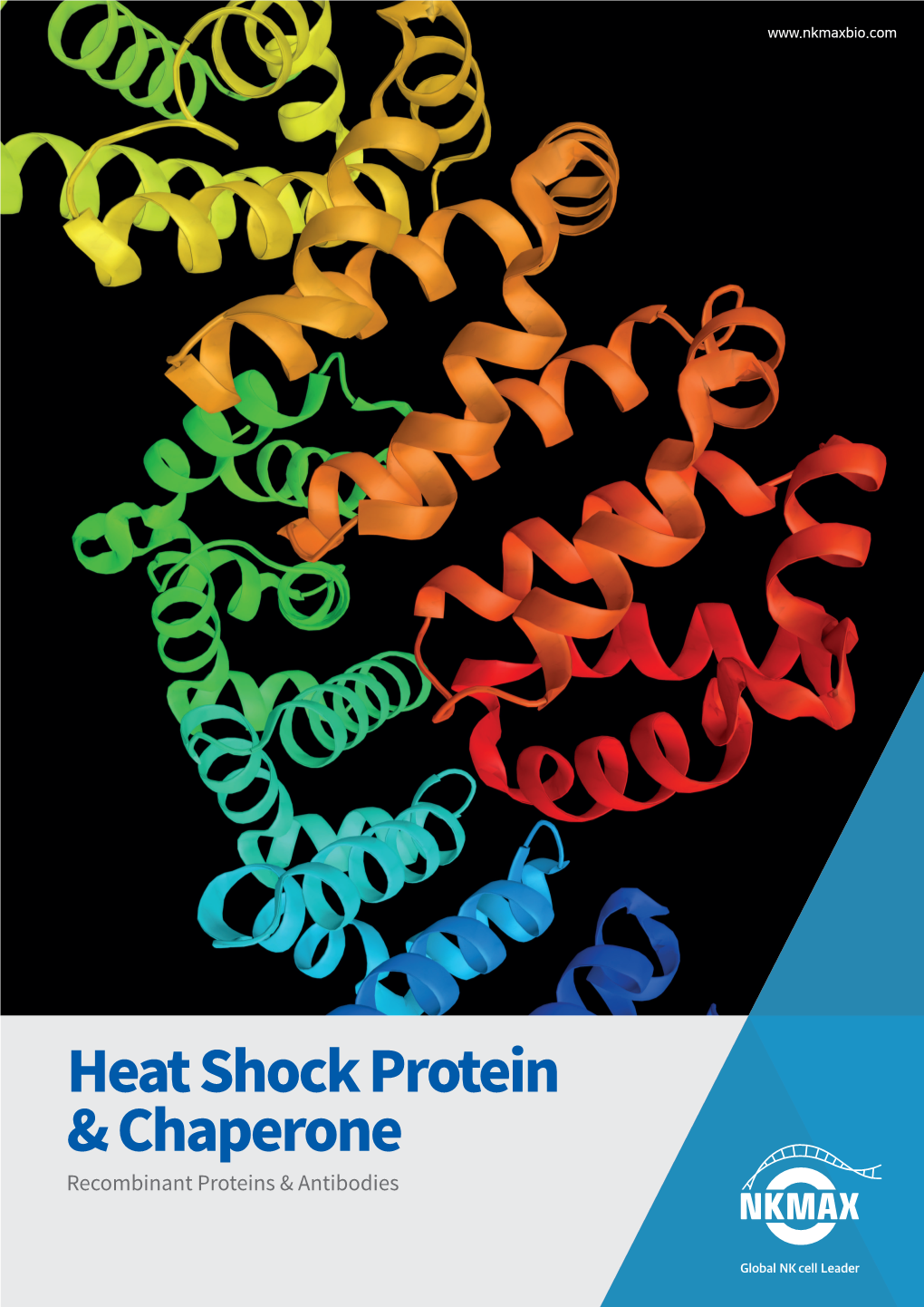 Heat Shock Protein & Chaperone