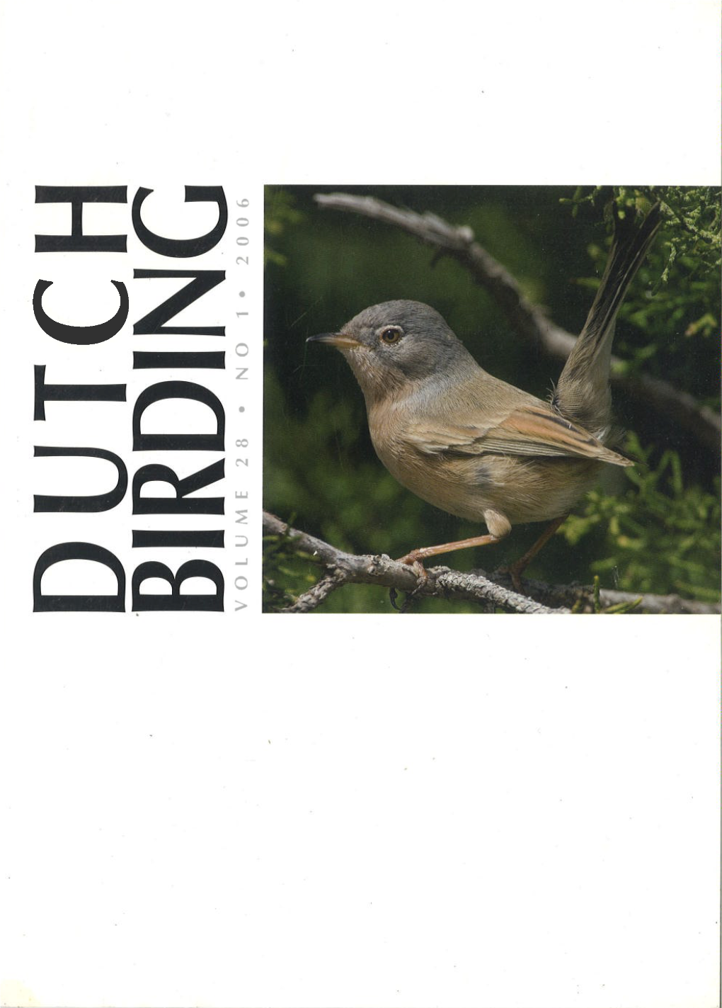 Phenology and Identification of Atlas and Iberian Pied Flycatchers