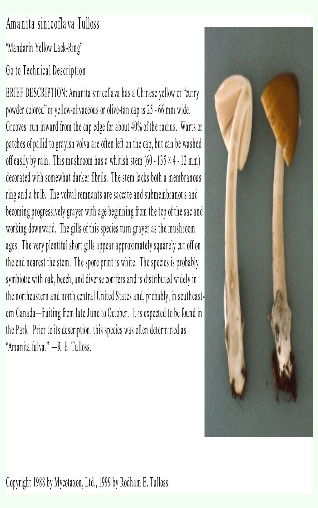 Amanita Sinicoflava Tulloss “Mandarin Yellow Lack-Ring” Go to Technical Description