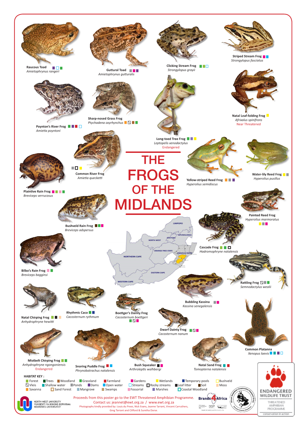 Frogs Midlands