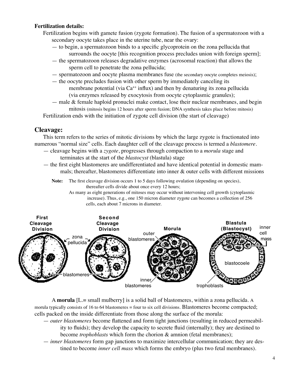 Cleavage: This Term Refers to the Series of Mitotic Divisions by Which the Large Zygote Is Fractionated Into Numerous “Normal Size” Cells