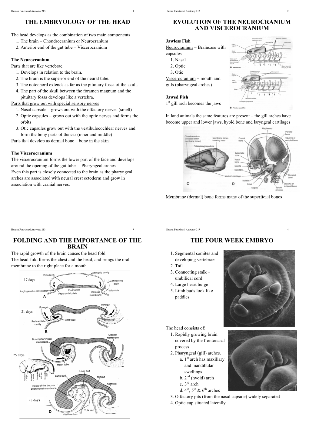 THE EMBRYOLOGY of the HEAD EVOLUTION of the NEUROCRANIUM and VISCEROCRANIUM the Head Develops As the Combination of Two Main Components 1