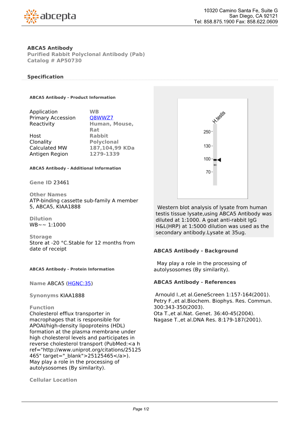 ABCA5 Antibody Purified Rabbit Polyclonal Antibody (Pab) Catalog # AP50730
