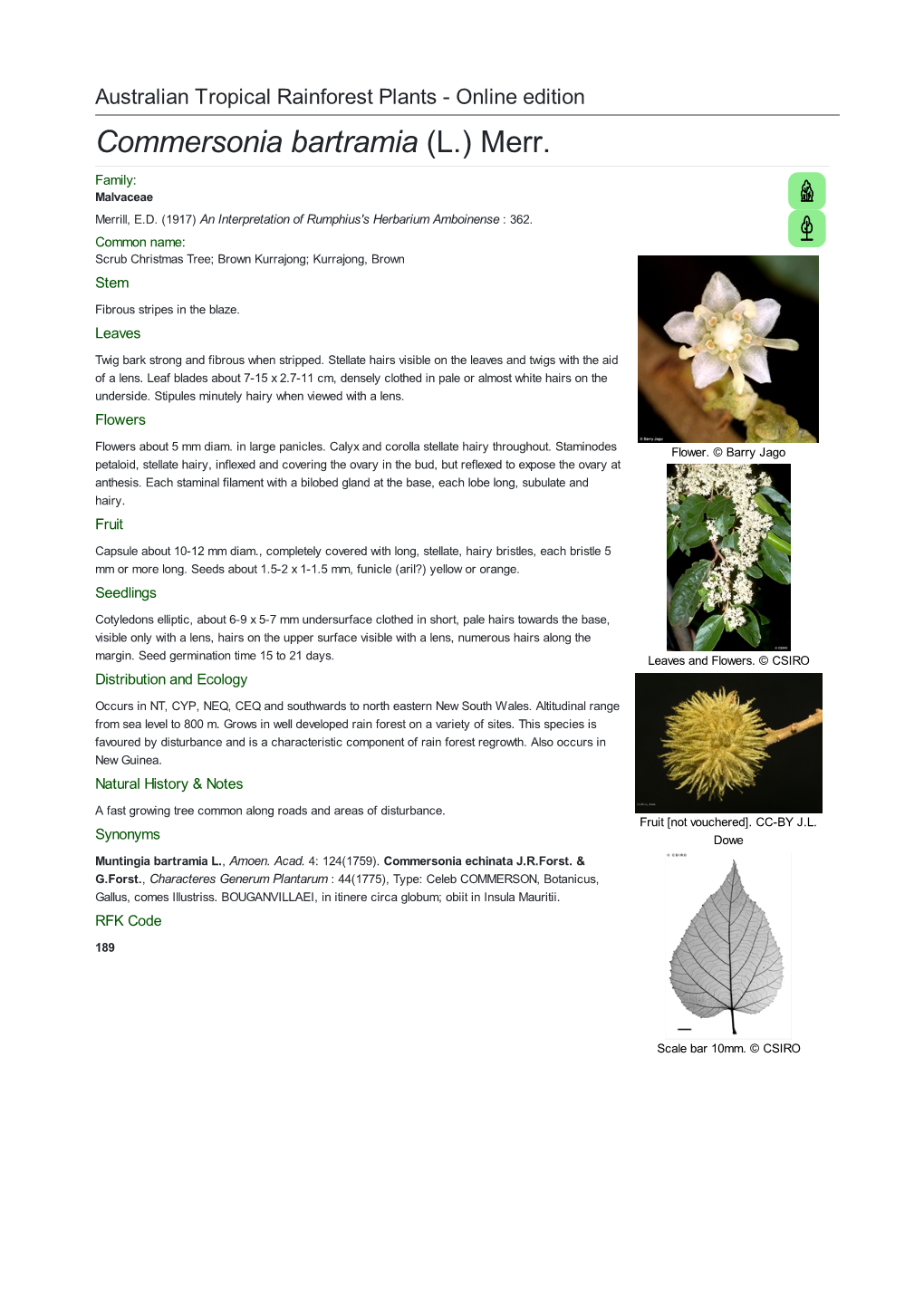 Commersonia Bartramia (L.) Merr. Family: Malvaceae Merrill, E.D