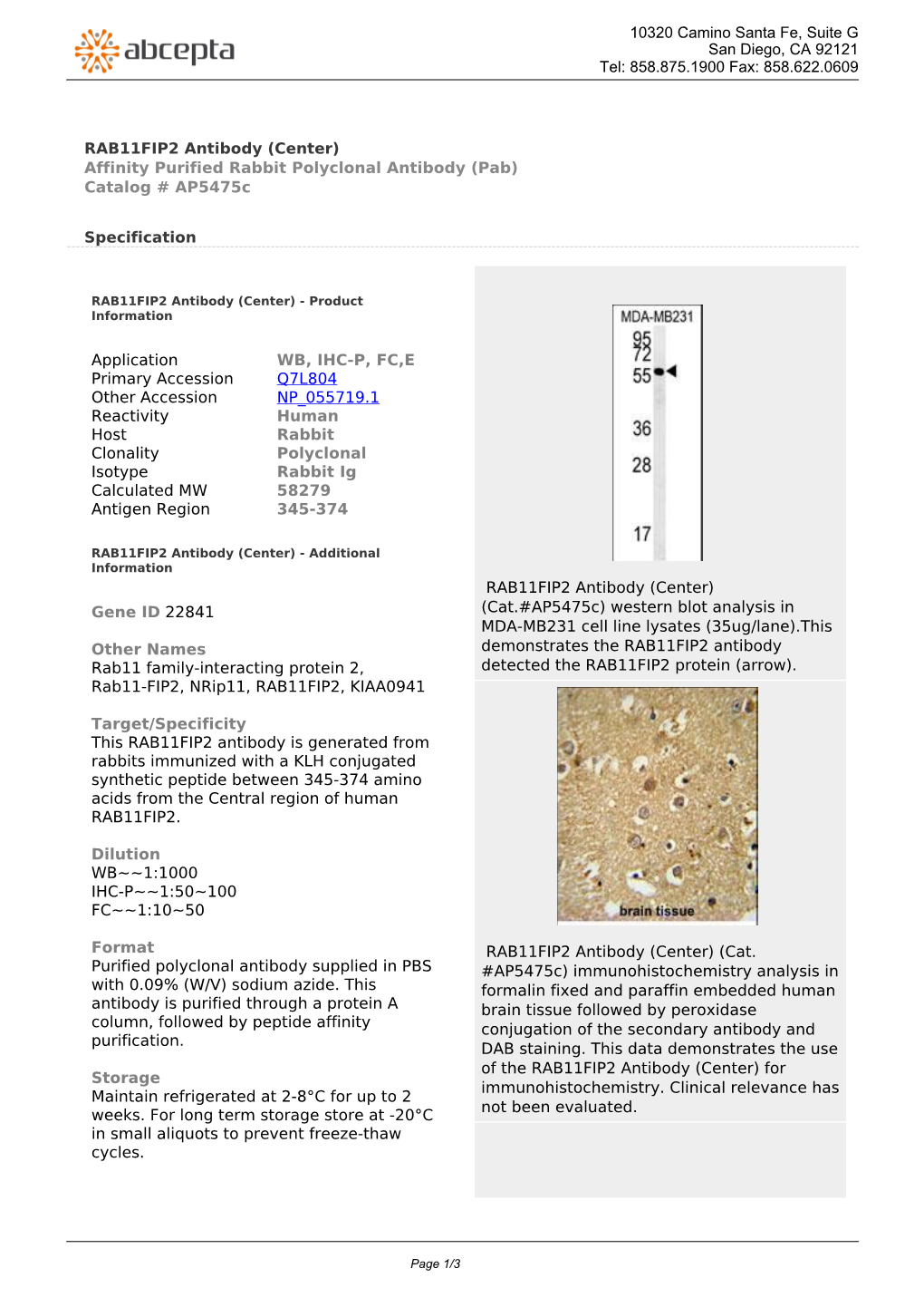 RAB11FIP2 Antibody (Center) Affinity Purified Rabbit Polyclonal Antibody (Pab) Catalog # Ap5475c