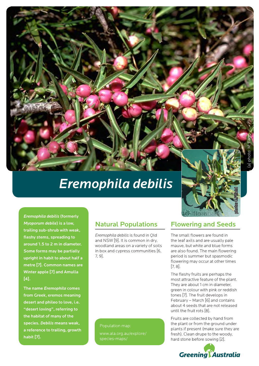 Eremophila Debilis