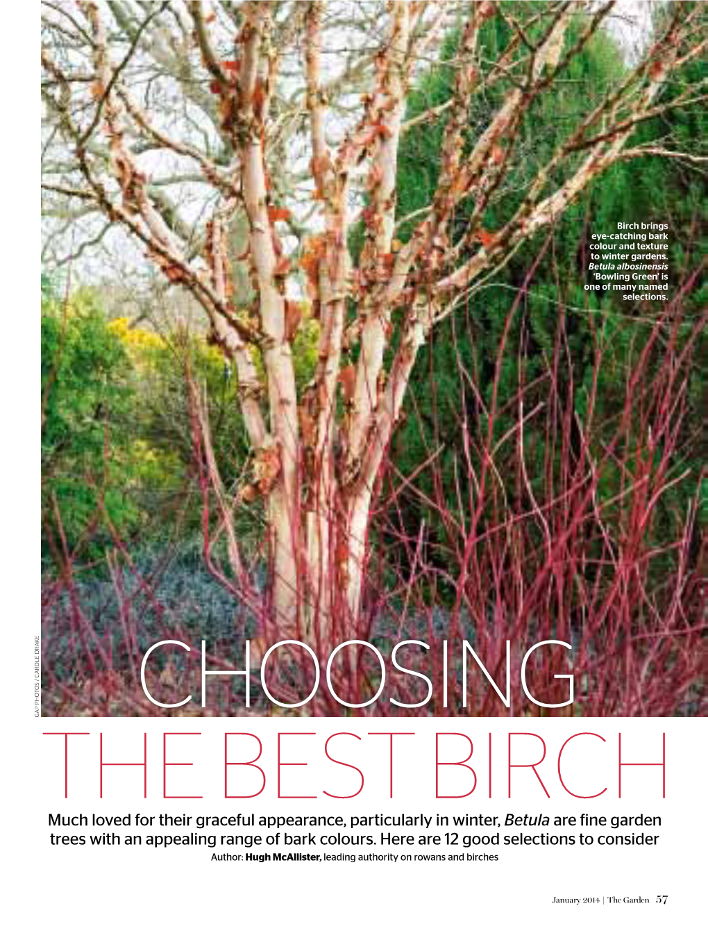 Choosing the Best Birch Much Loved for Their Graceful Appearance, Particularly in Winter, Betula Are Fine Garden Trees with an Appealing Range of Bark Colours