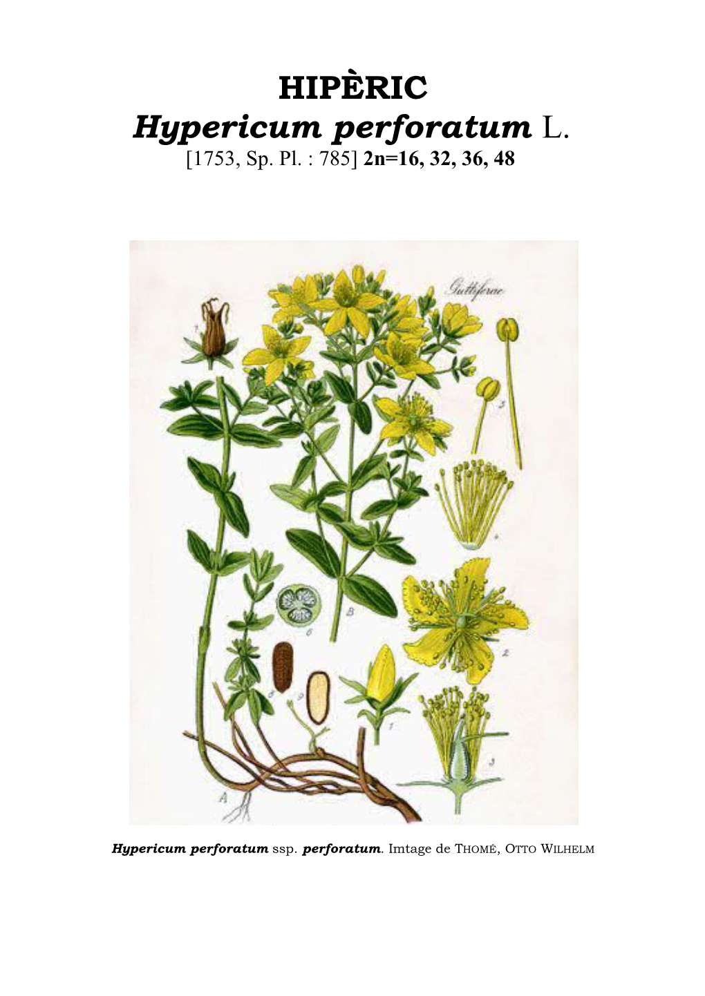 HIPÈRIC Hypericum Perforatum L. [1753, Sp