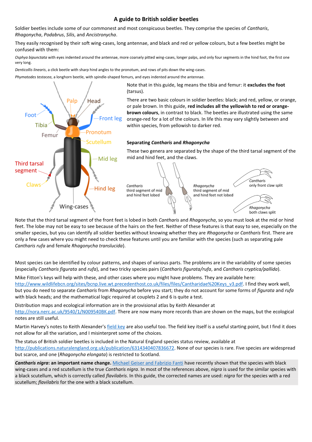 A Guide to British Soldier Beetles Soldier Beetles Include Some of Our Commonest and Most Conspicuous Beetles