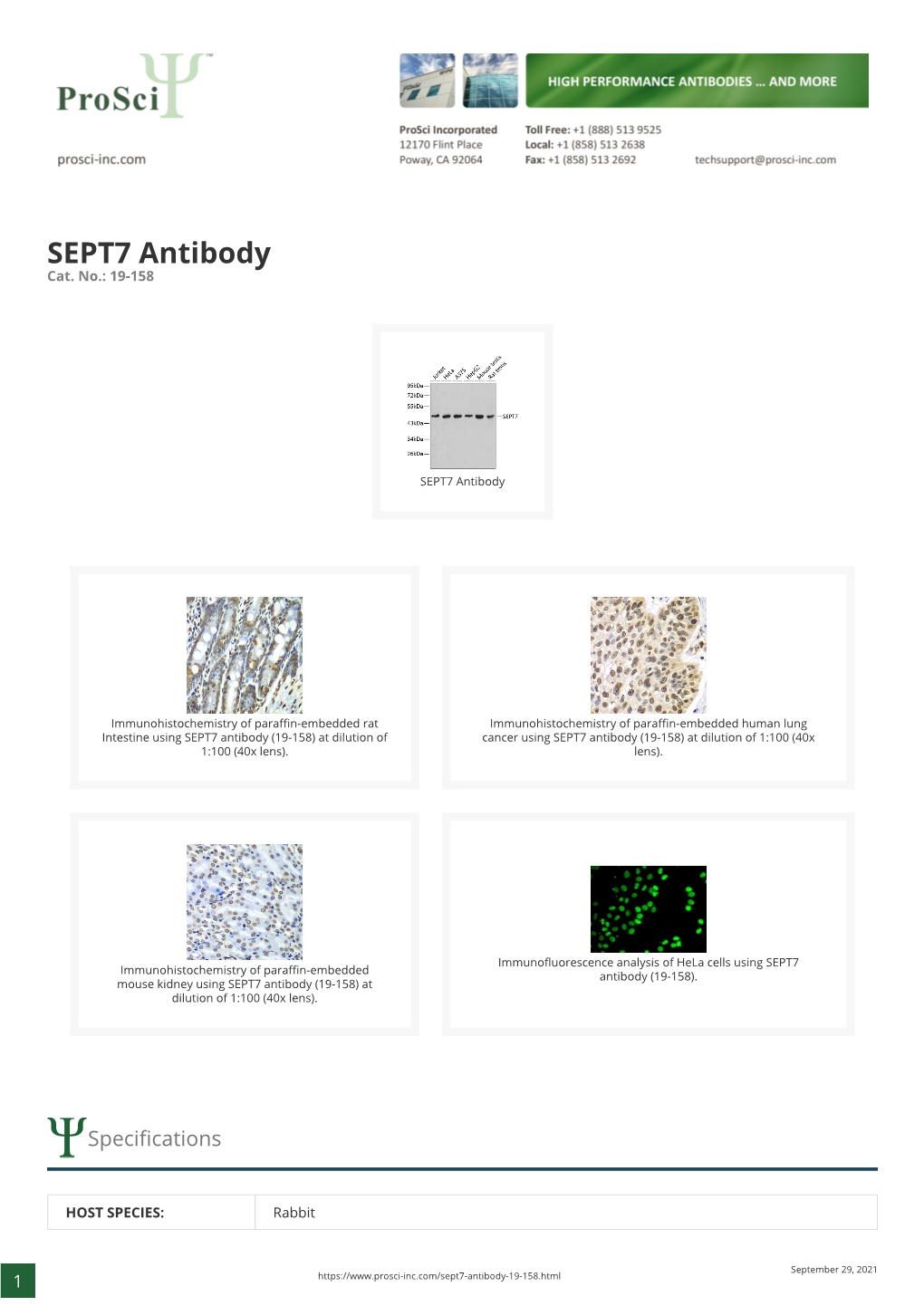 SEPT7 Antibody Cat