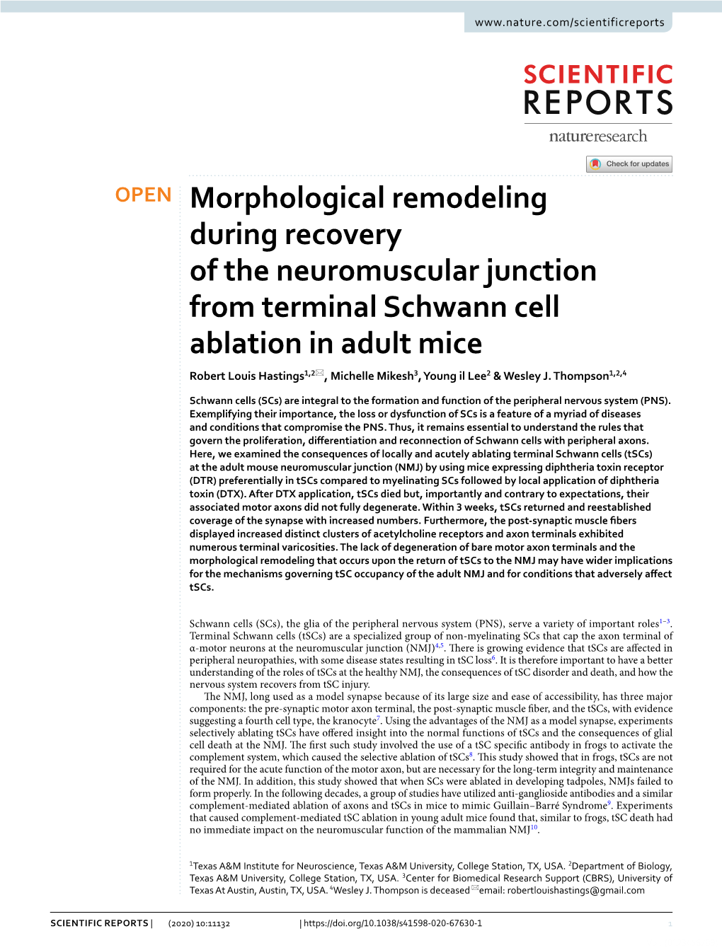 Morphological Remodeling During Recovery of the Neuromuscular