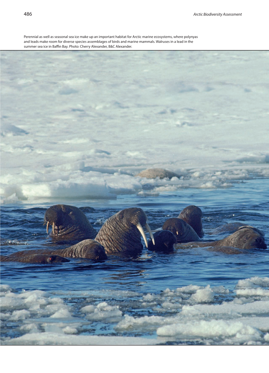 Arctic Biodiversity Assessment