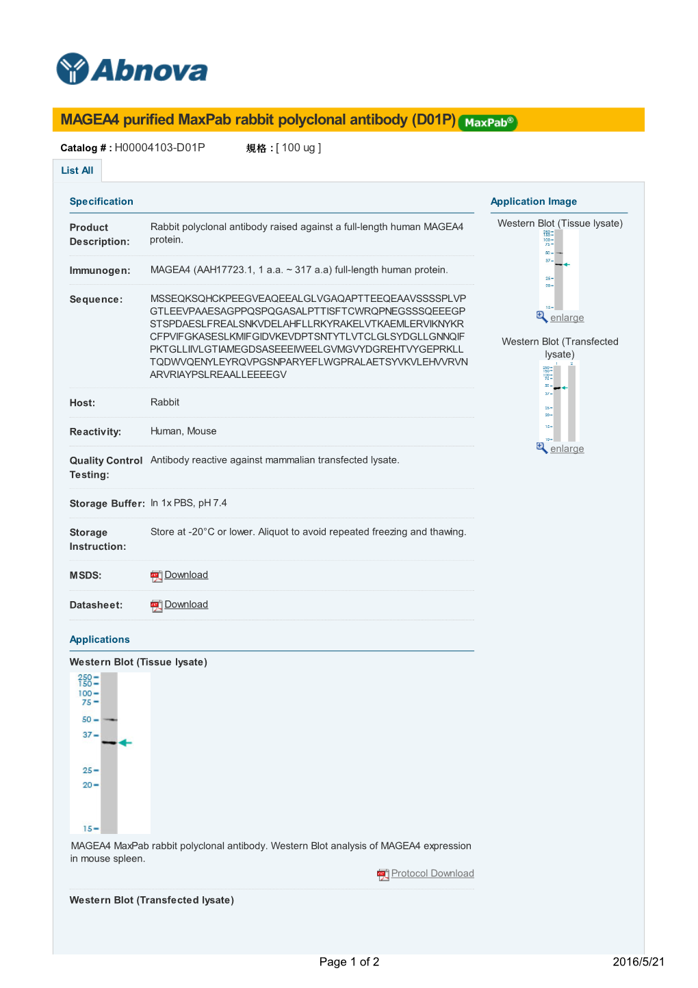 MAGEA4 Purified Maxpab Rabbit Polyclonal Antibody (D01P)