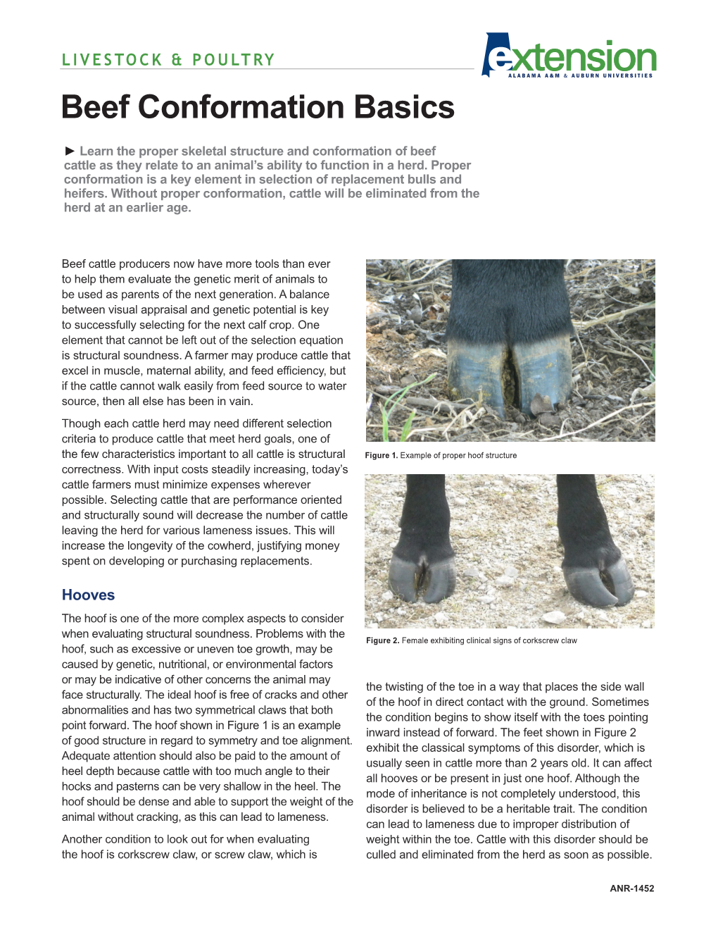 Download a PDF of Beef Conformation Basics, ANR-1452