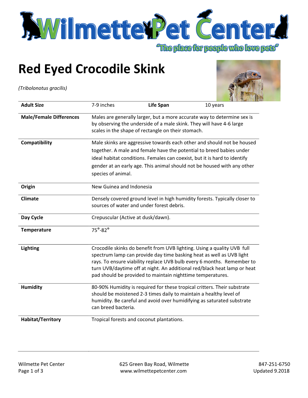 Red Eyed Crocodile Skink