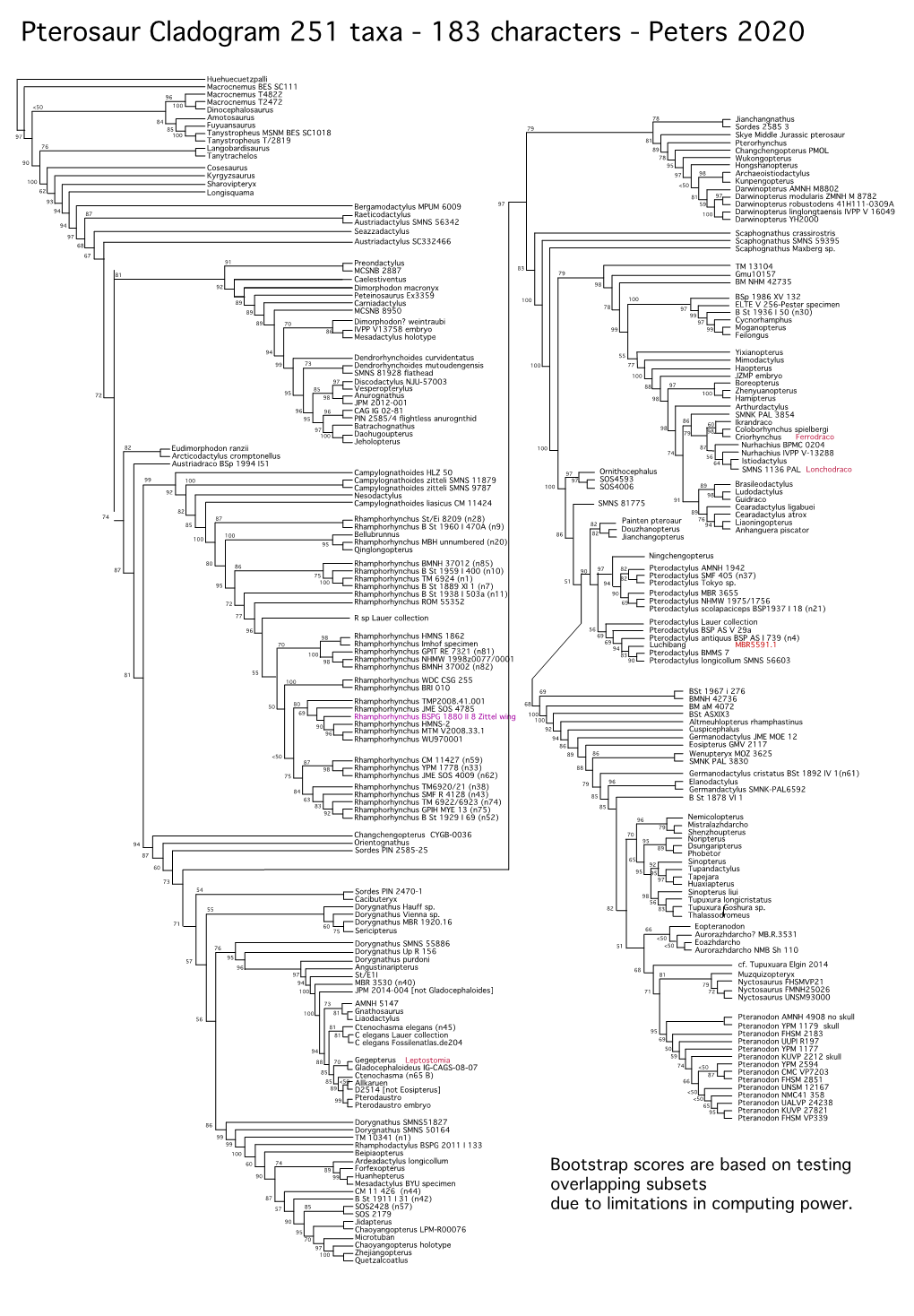 Pterosaur Cladogram 251 Taxa - 183 Characters - Peters 2020