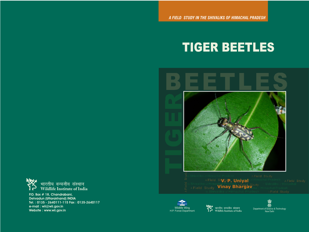 Tiger Beetle