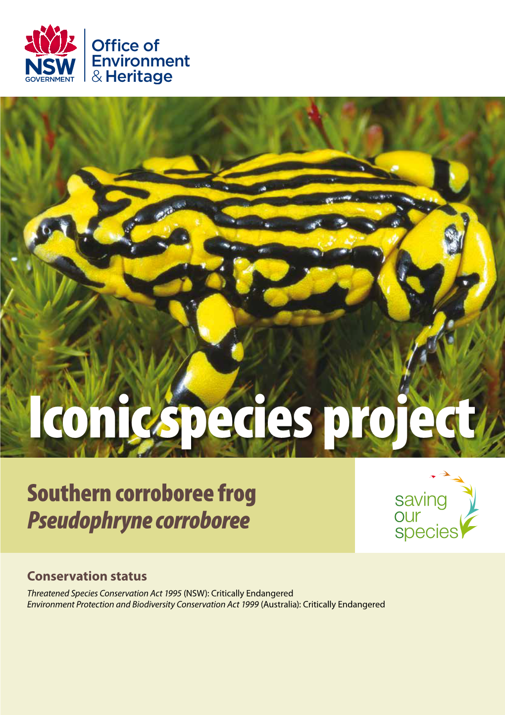 Southern Corroboree Frog Pseudophryne Corroboree