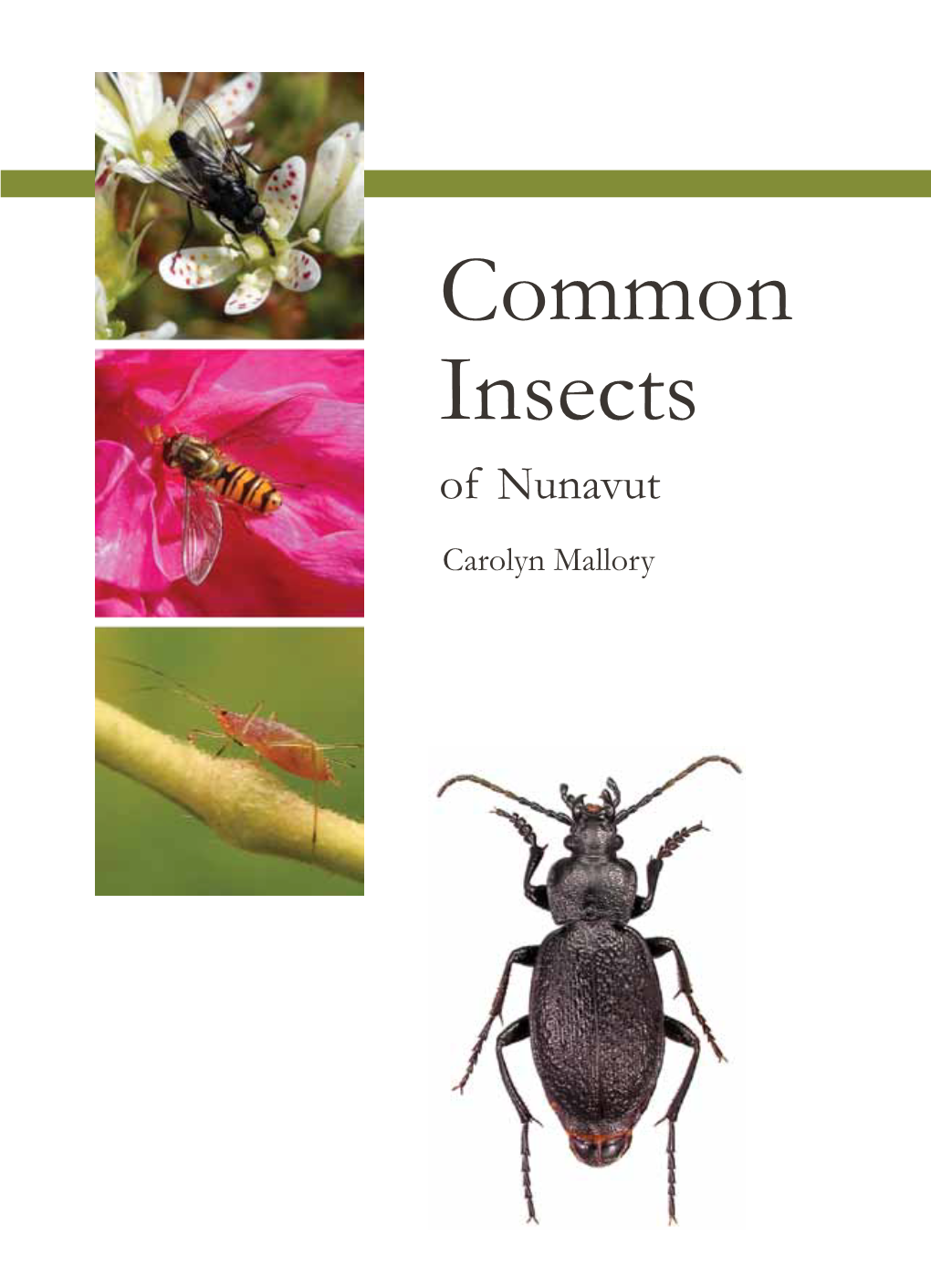 Common Insects of Nunavut