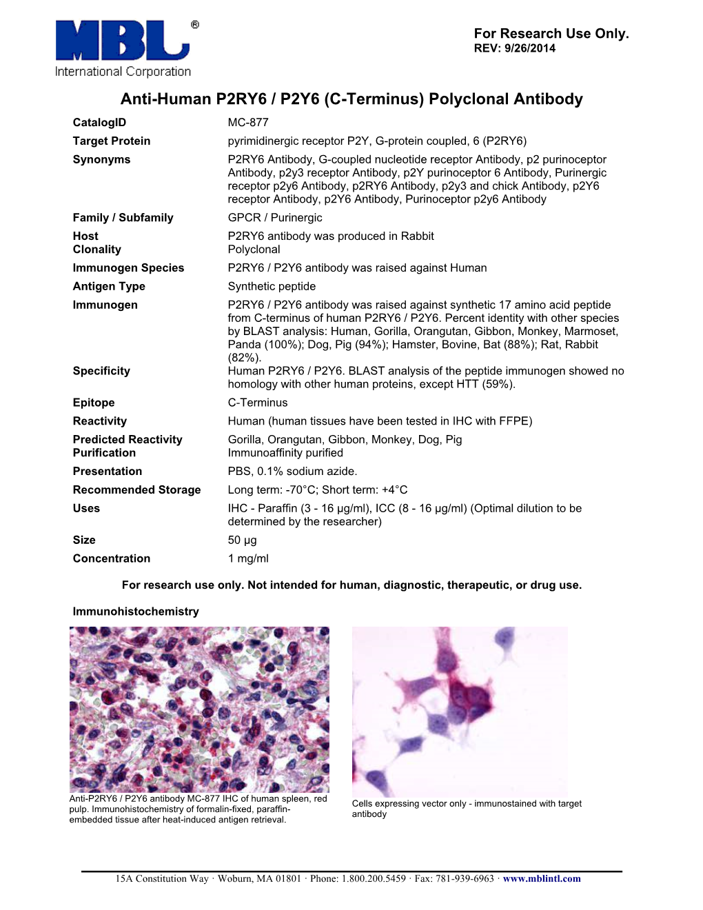 Anti-Human P2RY6 / P2Y6 (C-Terminus) Polyclonal Antibody