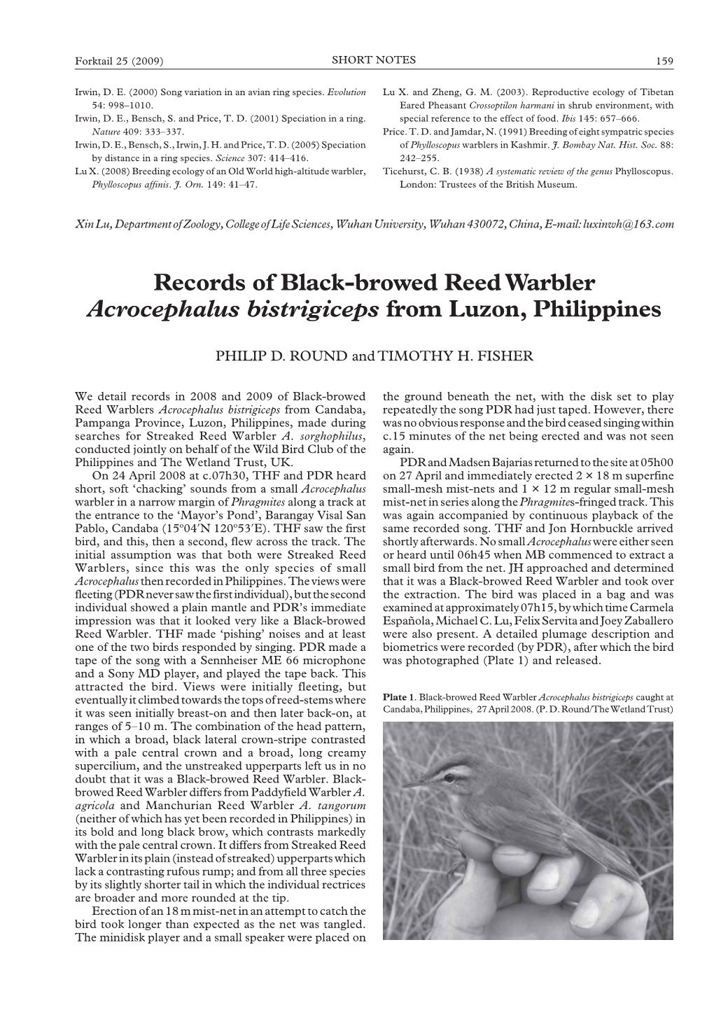 Records of Black-Browed Reed Warbler Acrocephalus Bistrigiceps from Luzon, Philippines