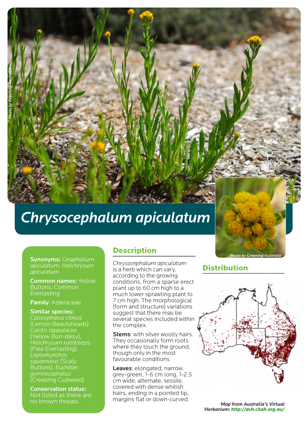 Chrysocephalum Apiculatum