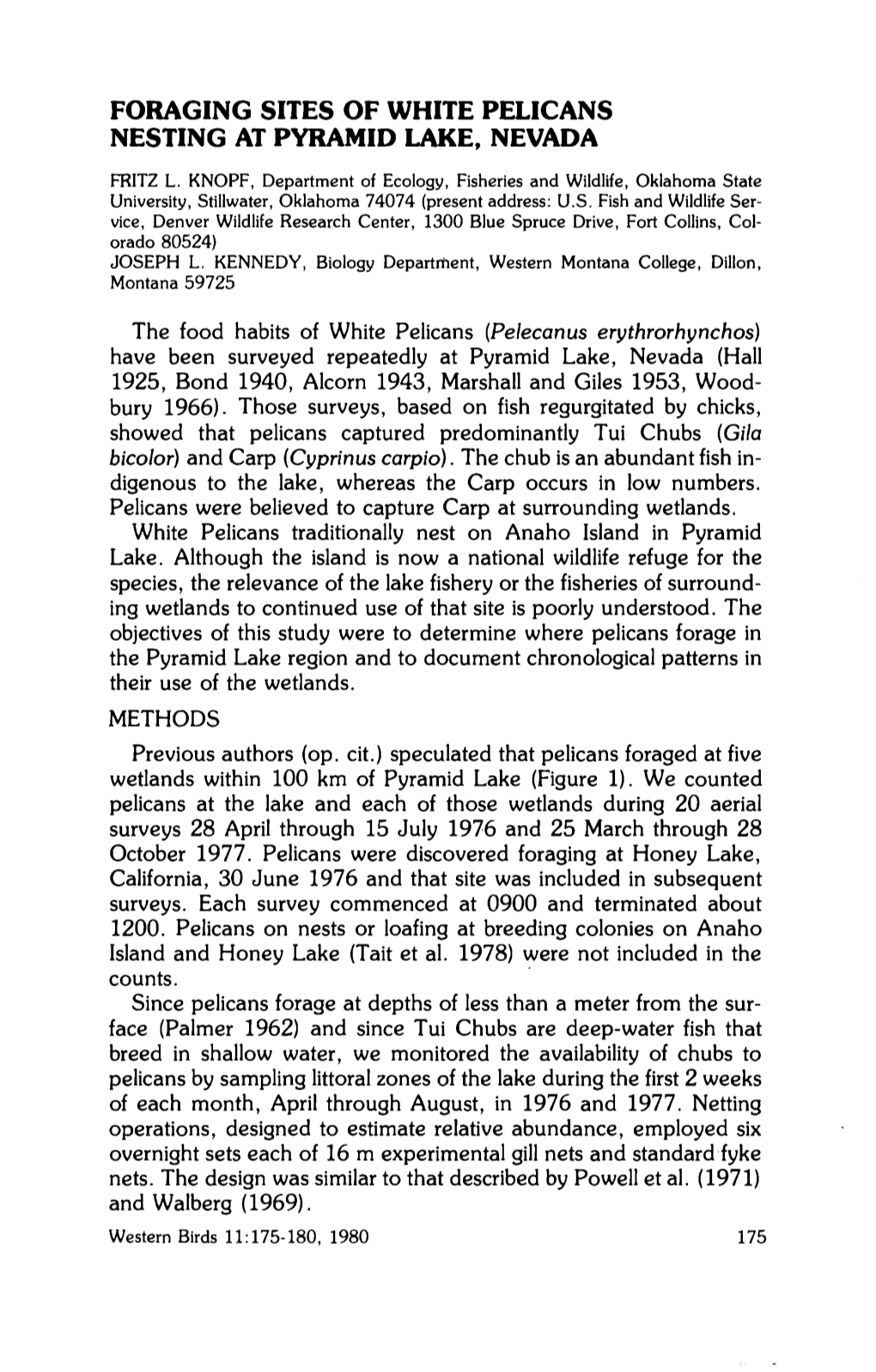 Foraging Sites of White Pelicans Nesting at Pyramid Lake, Nevada