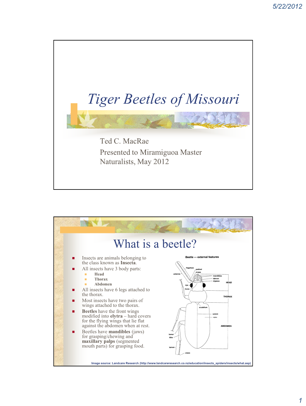 Tiger Beetles of Missouri